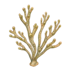 Algae