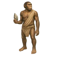 Homo Habilis